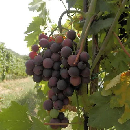Oda ve Kahvaltı Cantine Pietronero