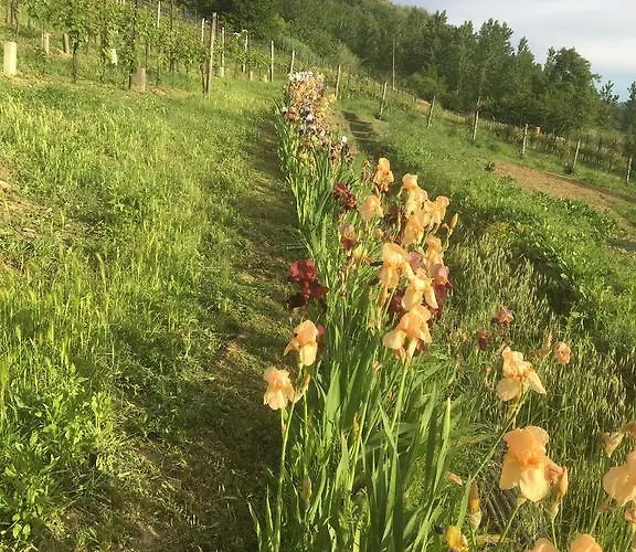 Oda ve Kahvaltı Cantine Pietronero
